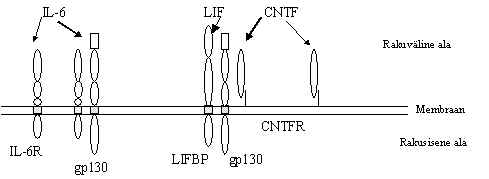 wpe2E.jpg (10805 bytes)