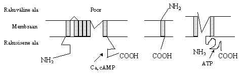 wpe10.jpg (8709 bytes)