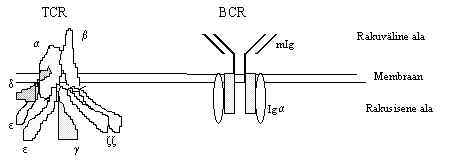 wpe14.jpg (8946 bytes)