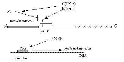 wpe2A.jpg (9418 bytes)