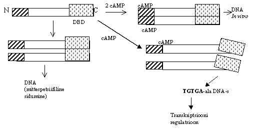 wpeE.jpg (17419 bytes)