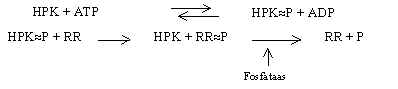 wpe10.jpg (4339 bytes)