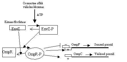 wpe16.jpg (11091 bytes)